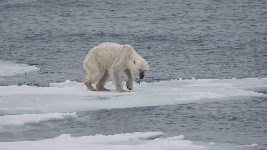 Endangered_arctic_-_starving_polar_bear.jpg