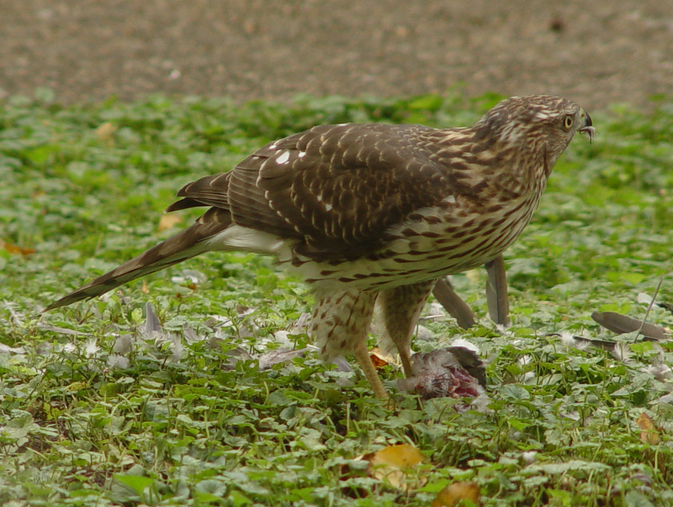 Goshawk_dove4.JPG