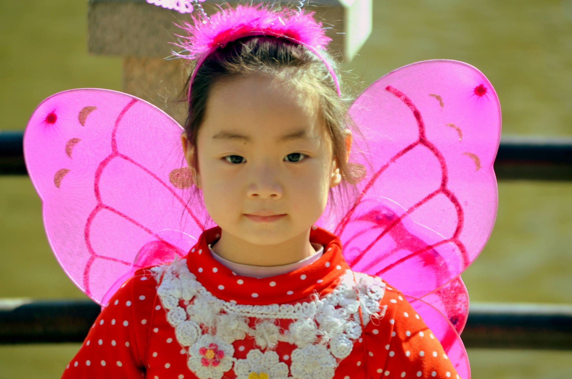 chinese-butterfly.jpg