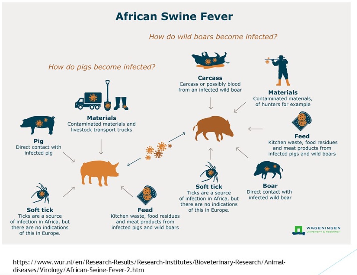 African swine fever.jpg