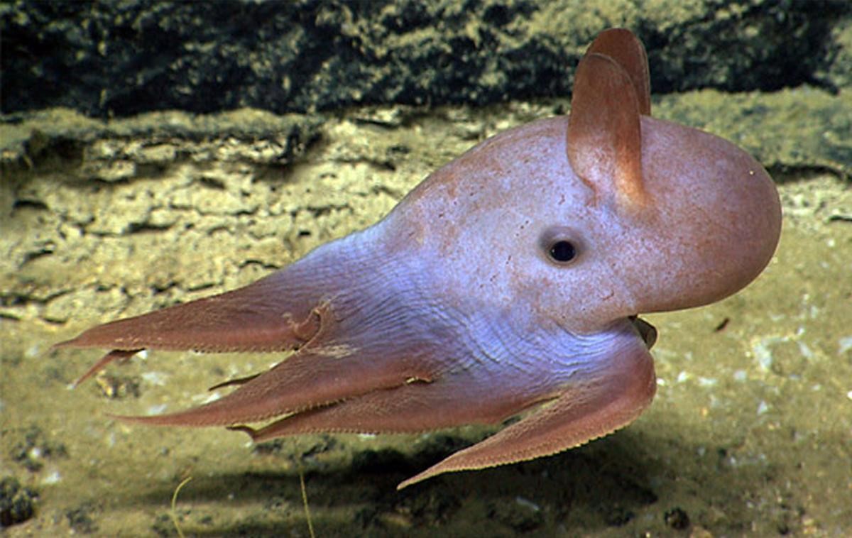 deep-sea organisms.jpg